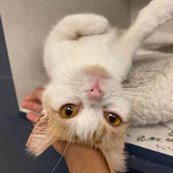 Posey -  Domestic Short Hair Cat for Adoption in Dayton, Ohio - Posey | PetCurious