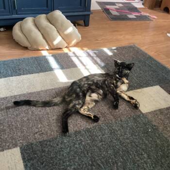 ABBA -  Domestic Short Hair Cat for Adoption in Madison, Wisconsin - ABBA | PetCurious
