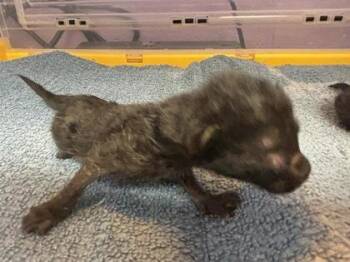 61312799 -  Domestic Short Hair Cat for Adoption in El Paso, Texas - 61312799 | PetCurious