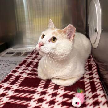 Air Jordan -  Domestic Short Hair Cat for Adoption in Belleville, Illinois - Air Jordan | PetCurious