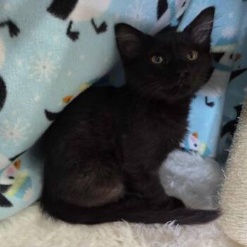 Rescue Domestic Medium Hair Cats for Adoption in Loveland, Colorado - FERN | PetCurious