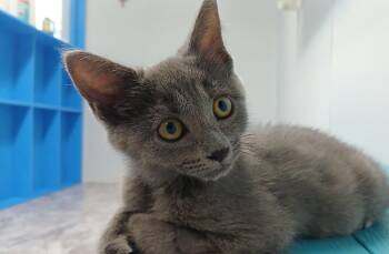 Mercury -  Domestic Short Hair Cat for Adoption in Cullowhee, North Carolina - Mercury | PetCurious