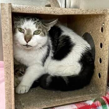 Domestic Short Hair Cats Available for Adoption in Roanoke, Virginia - Roy | PetCurious