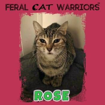 Rescue Domestic Short Hair Cats for Adoption in Kingman, Arizona - Rose | PetCurious