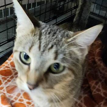 Domestic Short Hair Cats Available for Adoption - Olive C46396 | PetCurious