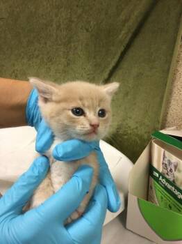 Domestic Short Hair Cats Available for Adoption in Riverside, California - LINKIE | PetCurious