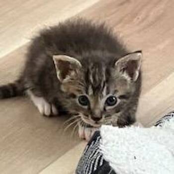 Eeny -  Domestic Short Hair Cat Available for Adoption in Lake Panasoffkee, Florida - Eeny | PetCurious
