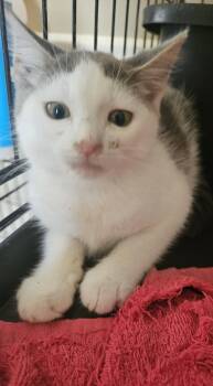 Sky -  Domestic Short Hair Cat for Adoption in Dyersburg, Tennessee - Sky | PetCurious