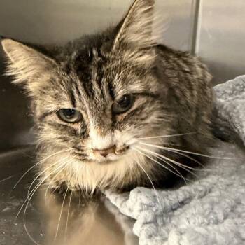 Acacia -  Domestic Medium Hair Cat for Adoption in Raleigh, North Carolina - Acacia | PetCurious