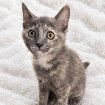 Chic -  American Shorthair Cat for Adoption in NEW PT RICHEY, Florida - Chic | PetCurious