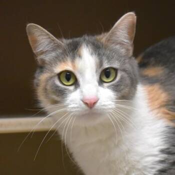 Domestic Short Hair Cats Available for Adoption in Flagstaff, Arizona -  Delilah | PetCurious
