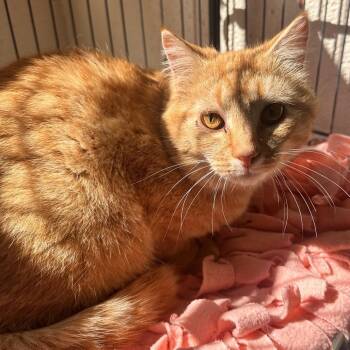 Domestic Short Hair Cats Available for Adoption in Rocky Mount, Virginia - Cato | PetCurious