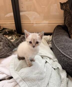 Leche -  Siamese and Domestic Short Hair Cat for Adoption in Fort Worth, Texas - Leche | PetCurious