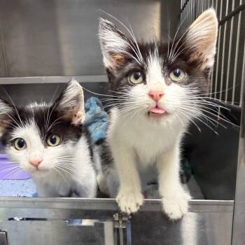 Salsa -  American Shorthair Cat for Adoption in Spring Hill, Kansas - Salsa | PetCurious