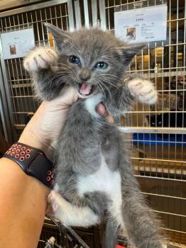 HoneyKitten 6 -  Domestic Short Hair Cat for Adoption in Douglasville, Georgia - HoneyKitten 6 | PetCurious