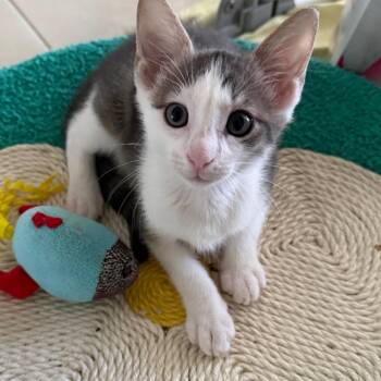Clammy -  Domestic Short Hair Cat for Adoption - Clammy | PetCurious