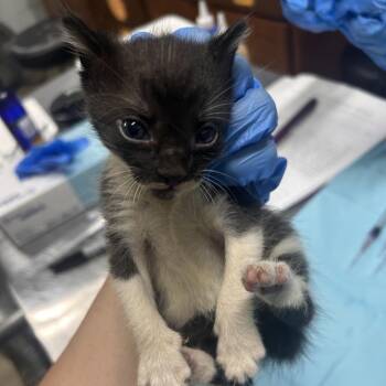 Mozzarella -  Domestic Short Hair Cat for Adoption in Summerville, South Carolina - Mozzarella | PetCurious