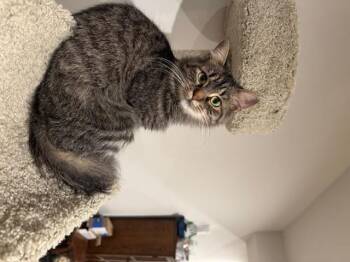 Rescue Domestic Medium Hair Cats for Adoption in Cleveland, Ohio - Eden | PetCurious