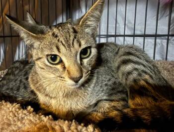 Clawberry *IN FOSTER* -  Domestic Short Hair Cat for Adoption in South Bend, Indiana - Clawberry *IN FOSTER* | PetCurious