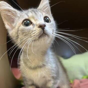 Applesauce -  Domestic Short Hair Cat for Adoption - Applesauce | PetCurious