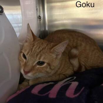 Goku -  Domestic Short Hair Cat for Adoption in Knoxville, Tennessee - Goku | PetCurious