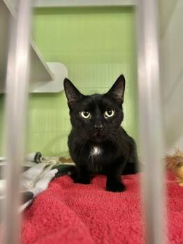 Purrfecta -  Domestic Short Hair Cat for Adoption in Muskegon, Michigan - Purrfecta | PetCurious