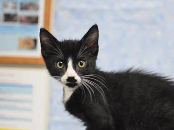 Farfalle -  Domestic Short Hair Cat for Adoption in Portland, Oregon - Farfalle | PetCurious