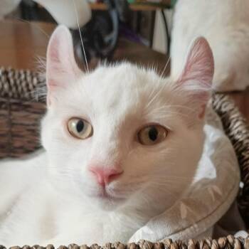 Annie -  Domestic Short Hair Cat for Adoption in Falls Church, Virginia - Annie | PetCurious