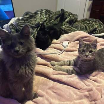 Dva Rydalch -  Domestic Long Hair Cat for Adoption in Eagle Mountain, Utah - Dva Rydalch | PetCurious