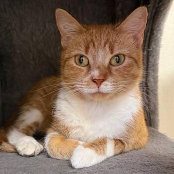 Stuffin -  Domestic Short Hair Cat for Adoption in Blairsville, Georgia - Stuffin | PetCurious
