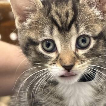 Dime (black collar) -  Domestic Short Hair Cat for Adoption in Philadelphia, Pennsylvania - Dime (black Collar) | PetCurious