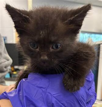 Domestic Short Hair Cats Available for Adoption in Palmetto, Florida - FROSTED FLAKE | PetCurious