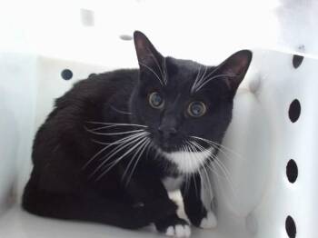 Domestic Short Hair Cats Available for Adoption in Albuquerque, New Mexico - WILEY ROSE | PetCurious