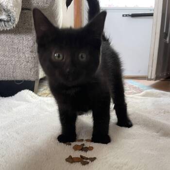 Rescue Domestic Short Hair Cats for Adoption in Scranton, Pennsylvania - Cinder | PetCurious