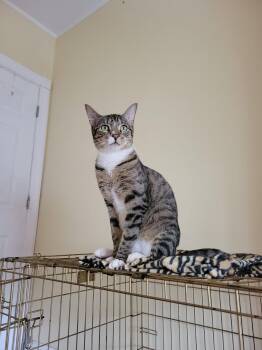 Mr.Pickle  1 year AVA 10/8 -  Domestic Short Hair Cat for Adoption in Sterling, Massachusetts - Mr.Pickle  1 Year AVA 10/8 | PetCurious