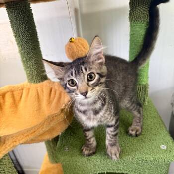 Neo -  Domestic Medium Hair Cat for Adoption in Houston, Texas - Neo | PetCurious