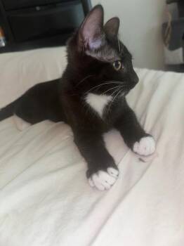 Mr. Spooky -  Domestic Short Hair Cat for Adoption in Oceanside, California - Mr. Spooky | PetCurious