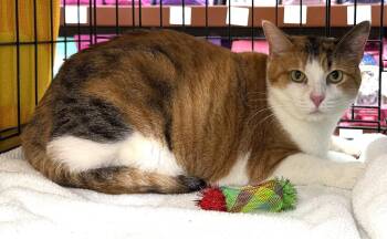 Calico and Tabby Cats Available for Adoption in Monrovia, California - Mia | PetCurious
