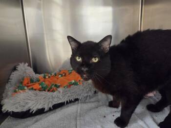 Domestic Short Hair Cats Available for Adoption in Kent, Washington - GRAVITY | PetCurious