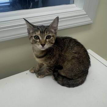 Sylvia -  Extra Toes Cat Hemingway Polydactyl Cat for Adoption in East Northport, New York - Sylvia | PetCurious