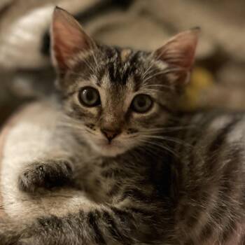 Rescue Domestic Short Hair Cats for Adoption in San Diego, California - Lady | PetCurious