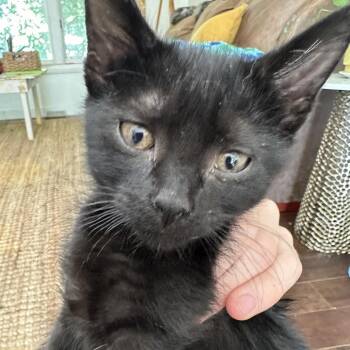 Joelle -  Domestic Short Hair Cat for Adoption in Normal, Illinois - Joelle | PetCurious