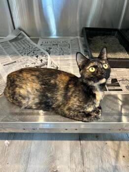 Ladie Madie -  Domestic Short Hair Cat for Adoption in Cromwell, Kentucky - Ladie Madie | PetCurious