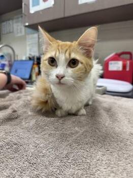Queen -  Domestic Medium Hair and Domestic Short Hair Cat for Adoption in Fishers, Indiana - Queen | PetCurious