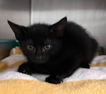 Trilla -  Domestic Short Hair Cat for Adoption in Ocala, Florida - Trilla | PetCurious