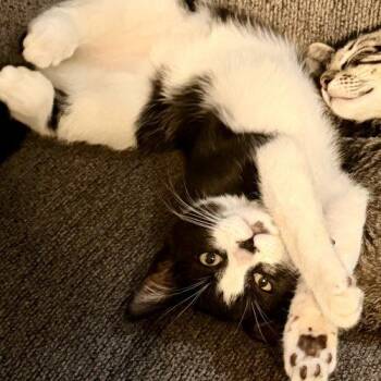Cashy -  Domestic Short Hair Cat for Adoption in Visalia, California - Cashy | PetCurious