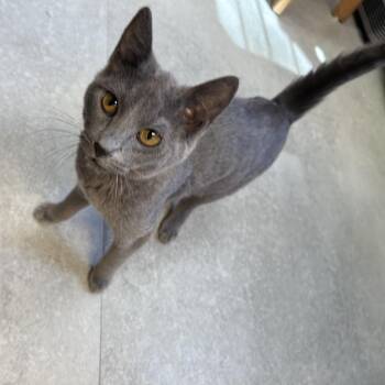 Dottie & Goldie -  Russian Blue Cat Available for Adoption in Kent, Washington - Dottie & Goldie | PetCurious