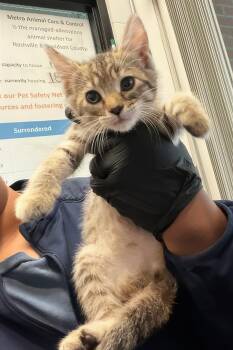 Joyce -  Domestic Short Hair Cat for Adoption in Nashville, Tennessee - Joyce | PetCurious