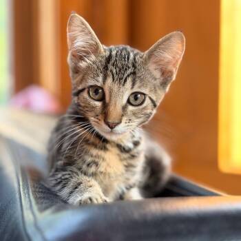 Jane -  Domestic Short Hair Cat for Adoption in Aldie, Virginia - Jane | PetCurious