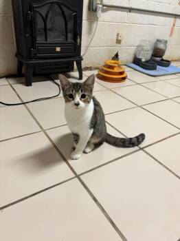 Jo (Margaret Kit) -  Domestic Long Hair Cat for Adoption in Big Spring, Texas - Jo (Margaret Kit) | PetCurious